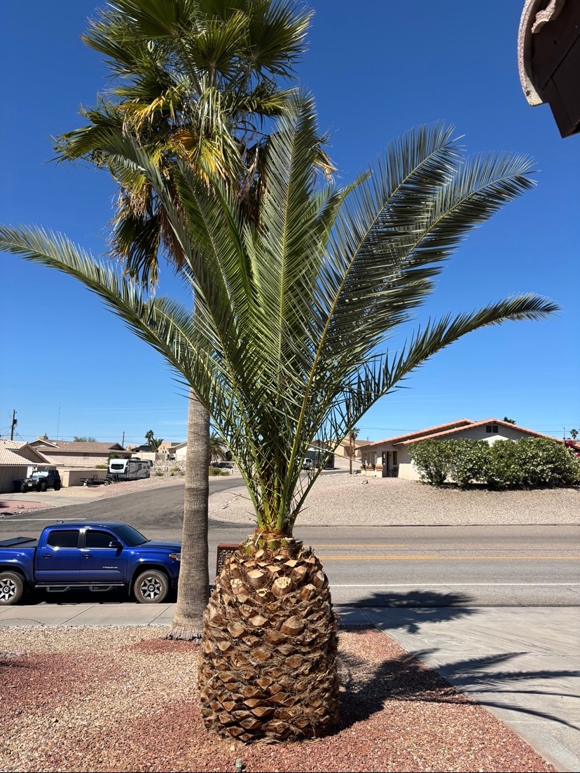 Palm tree trimming